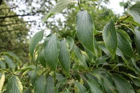 Image result for Celtis