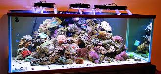 Reef Tools Reef Aquarium Reef Tank Reef Product Reviews Online Reef Community Reef Blog