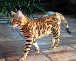 130 Beautiful Bengal Cat Pictures Ideas Bengal Cat Cats Bengal