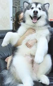 Venta de hermosos cachorros alaska malamute mayor informacion al 3506580773 40 Fotos De Perros Malamute De Alaska Y Lo Enormemente Peludos Que Son Bored Panda