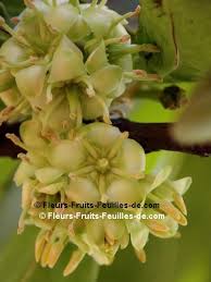 Image result for Brexia madagascariensis