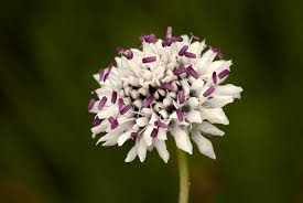 Image result for Cephalaria pungens