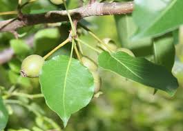 They can also be very vulnerable to disease. Tree Identification Wildcrafting Forum At Permies
