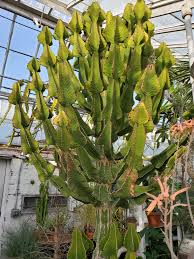 Image result for Euphorbia cooperi