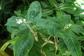 Image result for Psychotria kirkii