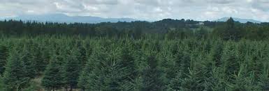Check spelling or type a new query. Mail Order Christmas Tree Nh Vt Christmas Tree Association