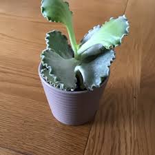 Объявления по запросу «cotyledon orbiculata» в россии. Cotyledon Orbiculata Var Orbiculata Variegata Cotyledon Orbiculata Var Orbiculata Variegated In Gardentags Plant Encyclopedia