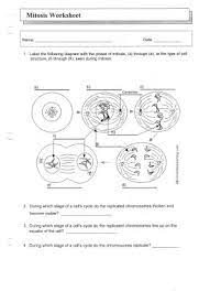 16 best images of steps of meiosis worksheet answers … source: Mitosis Worksheet With Answer Key