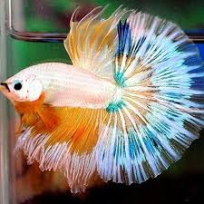 Rare Betta Fish For Android Apk Download