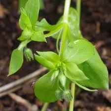 Image result for Stellaria pallida
