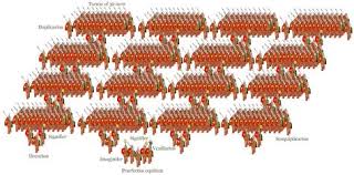 Legio I Germanica Pesquisa Google Classical Antiquity Roman Legion Roman Empire