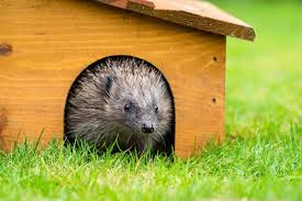 Womit kann man igel im garten füttern? Igel Im Herbst Unterstutzen Plantura