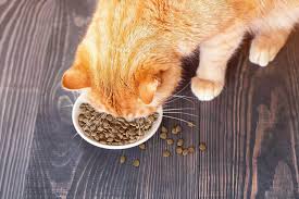 If your cat is having frequent problems with constipation, your vet may recommend that you find a new. Best Cat Foods For Constipation In 2021 Supplements Pawgearlab