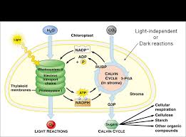 The thylakoid membrane contains some integral membrane protein complexes that catalyze the light reactions. Will Stopping The Light Dependent Phase Of Photosynthesis Affect The Light Independent Phase Socratic