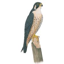 Peregrine falcons are among the world's most common birds of prey and live on all continents except antarctica. Peregrine Falcon Celebrate Urban Birds