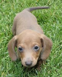 Kc registered mini dachshund puppies ready for their forever loving homes on 20th january 2021 at 9 weeks old. Blue Tan Dachshund Puppies In Co Ca Wa Or Mt Id Wi Wv Va Wy Tx Ut Pa Dachshund Puppies Dachshund Puppy Miniature Dachshund