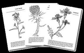 We also have some noxious weeds to color. Coloring Wildflowers