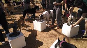 There are 251 pet friendly restaurants in tucson, az. Best Dog Friendly Restaurants And Bars In Austin Eater Austin