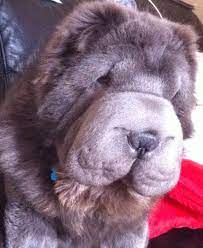 Blue Color Bear Coat Shar Pei Cute Dogs Baby Puppies I Love Dogs