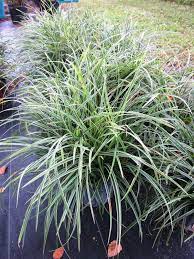 Pin By D B On Fl Liriope Mondo Grass And Flax Lily Mondo Grass Ground Cover Variegated Liriope