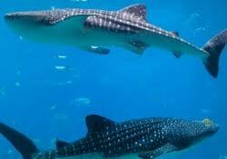 whale shark georgia aquarium