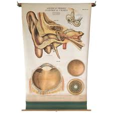 Frohse Anatomical Chart By A J Nystrom Plate No 5 Ear And Eye 1918