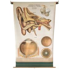 frohse anatomical chart by a j nystrom plate no 5 ear and eye 1918