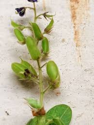 Image result for Pycnospora