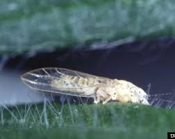 Image result for Pycreus melas