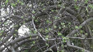 The past participle of the verb also functions as an adjective.examples:the tree has overgrown the fence and needs to be trimmed. Pruning A Mighty Ugly Apple Tree Youtube
