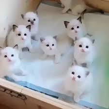 Untitled Animaux Mignons Bebes Animaux Mignons Chatons Droles