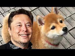 Elon Musk Just Got His Dogecoin Dog!!! SHIBA INU FLOKI DOGE SPIKE!!! -  YouTube