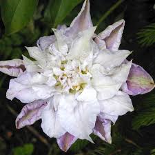 We did not find results for: Clematis Veronicas Choice