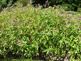 Image result for Balsaminaceae