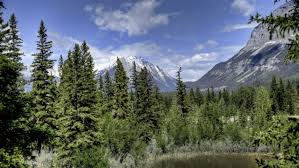 Are you seeking forest hd wallpapers 1080p? Pine Forest Forest Aesthetic 1920x1080 Wallpaper Teahub Io