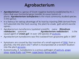 Image result for Rhizobium radiobacter, syn. Agrobacterium tumefaciens
