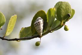 Image result for Crossopetalum