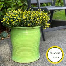 Image result for sanvitalia combine in pots