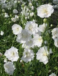 Campanula Persicifolia La Bonne Amie Glow Garden Annual Plants White Flowers