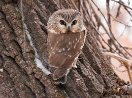 Bird That Sounds Like An Owl A Northern Saw Whet Is Named For One Of Its Calls That Sounds Like A Saw Being Whetted Hoot2give Owl Owl Spirit Animal Owl Laughing