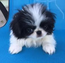 Japanese chin male, 21 weeks nashville, tennessee. Japanese Chin Puppies For Sale Petfinder