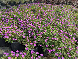 Image result for Geranium sanguineum Max Frei