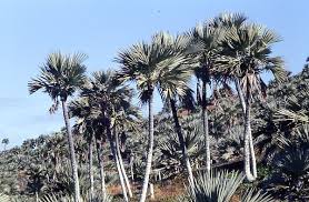 Image result for Latania loddigesii