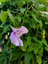 Image result for Vigna