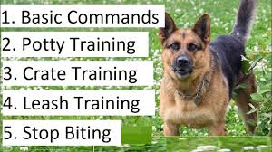 How To Train A German Shepherd Puppy A Detailed Video On Gs Training Tips