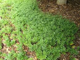 Check spelling or type a new query. Sweet Woodruff
