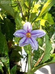 Image result for Solanum macrocarpon