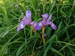 Plant database entry for tall bearded iris (iris 'pleasant peasant') with 4 images, one comment, and 36 data details. Biology Iris Plant Handwiki