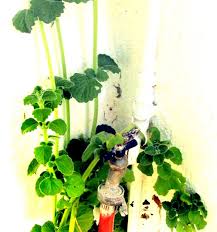 Image result for Coleus hadiensis