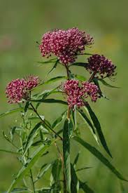 Image result for Asclepias graminifolia